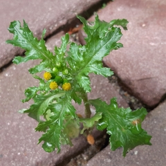 Senecio vulgaris