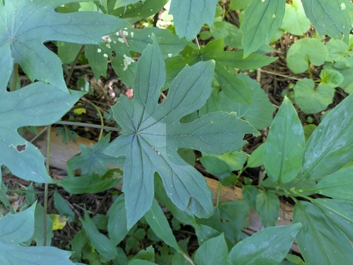 Japonicalia delphiniifolia, photograph 2