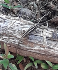 Liolaemus schroederi