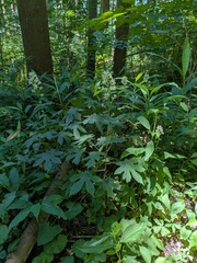 Japonicalia delphiniifolia
