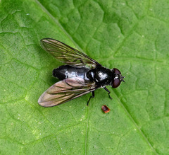 Cheilosia variabilis