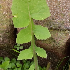 Sonchus oleraceus