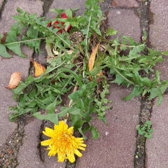 Taraxacum officinale