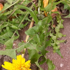 Taraxacum officinale