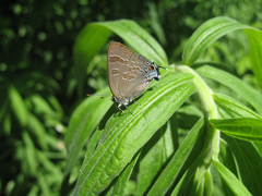 Satyrium caryaevorus