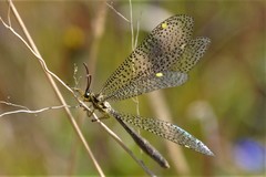 Brachynemurus mexicanus