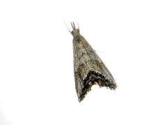 Glaucocharis dilatella