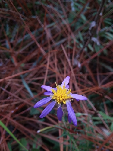 Image of Ionactis repens by (c) Will McFarland, some rights reserved (CC BY)