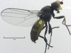 Dicraeus tibialis