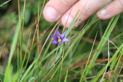 Idaho Blue-eyed Grass (Sisyrinchium idahoense)
