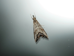 Glaucocharis dilatella