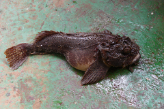 Shaggy Sea Raven photo 4