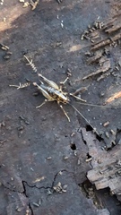 Ceuthophilus maculatus