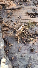 Ceuthophilus maculatus