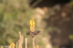 Cinnyris fuscus fuscus