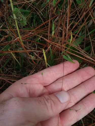 Image of Kellochloa verrucosa by (c) Will McFarland, some rights reserved (CC BY)