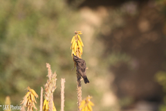 Cinnyris fuscus fuscus