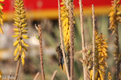 Cinnyris fuscus fuscus