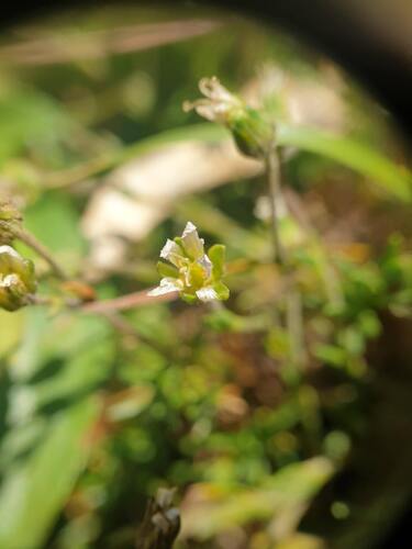 Serpentine stitchwort (Cherleria marcescens)
