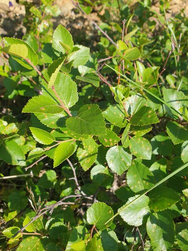 Betula minor