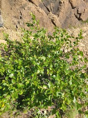 author not stated, no rights reserved Betula × minor, photograph author not stated, no rights reserved