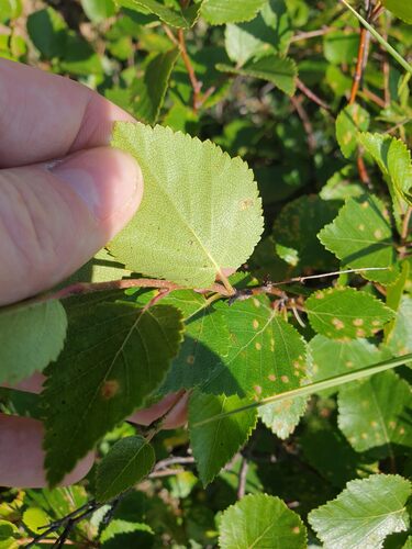 Betula × minor, photograph 3