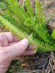 Northern Holly Fern (Polystichum lonchitis)