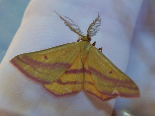 Chickweed Geometer Moth