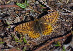Boloria freija