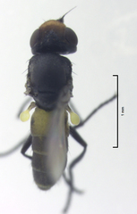Dicraeus tibialis