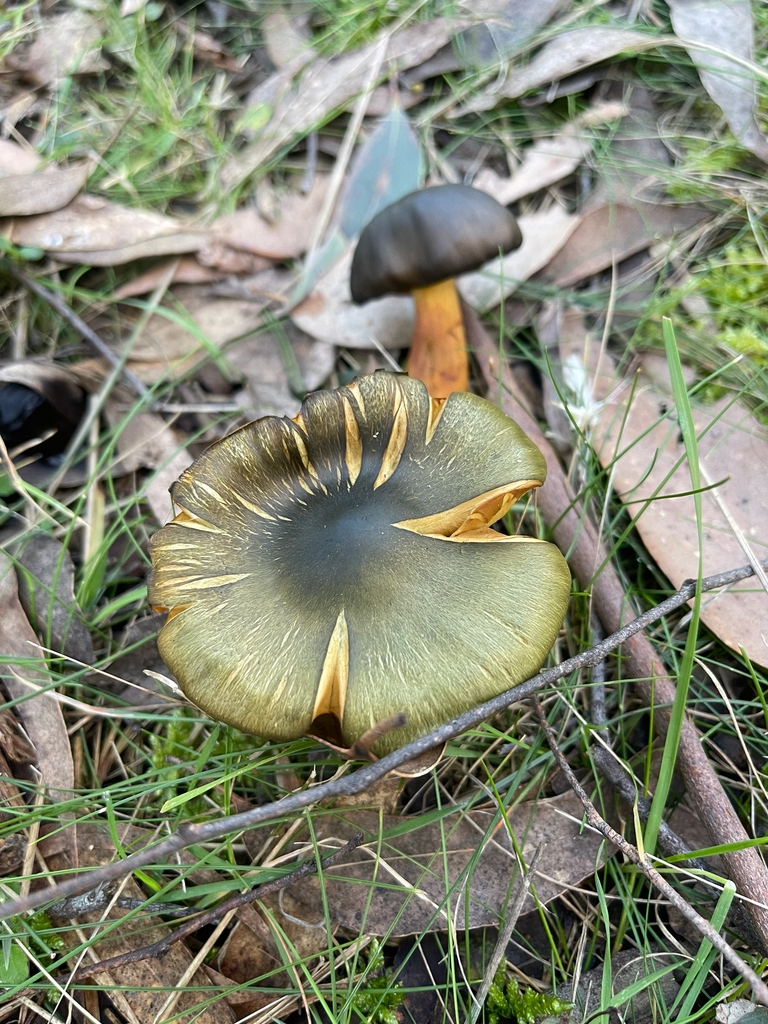 Cortinarius austrovenetus · August 2025 · photo: © plantrant (iNaturalist, cc-by)