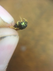 Philanthus lepidus