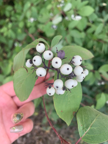 red osier dogwood