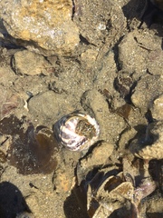 Clibanarius taeniatus