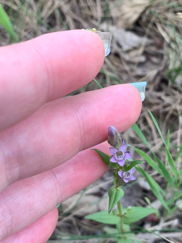 autumn gentian