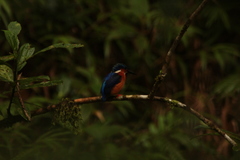 Corythornis vintsioides