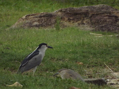 Nycticorax nycticorax