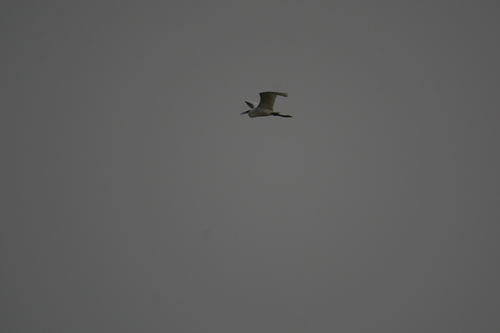 Little Egret