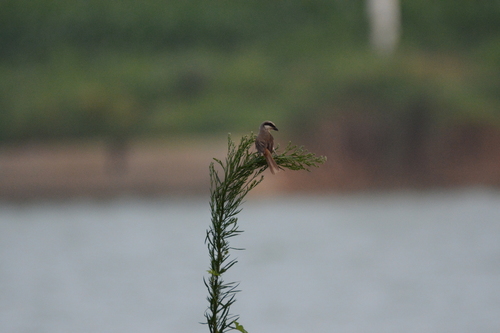 Brown Shrike