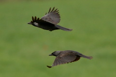 Corvus monedula spermologus