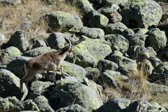 Capra pyrenaica victoriae