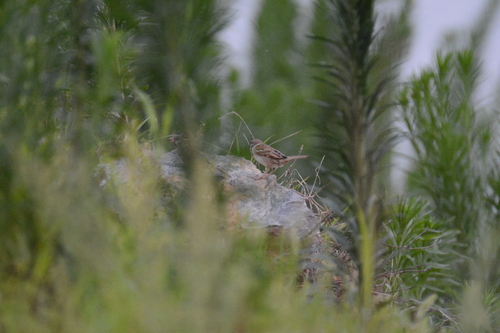 Eurasian Tree Sparrow