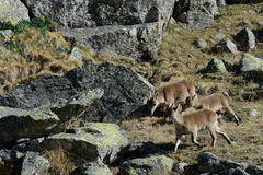 Capra pyrenaica victoriae