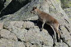Capra pyrenaica victoriae