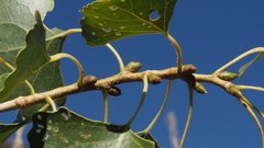 Populus fremontii fremontii