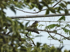 Pitangus sulphuratus