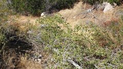 Populus fremontii fremontii