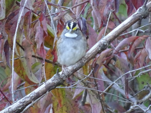 White-throated Sparrow photographed in Kansas