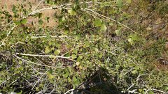 Populus fremontii fremontii