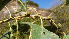 Populus fremontii fremontii